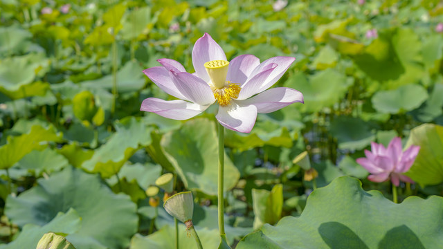 夏日荷花