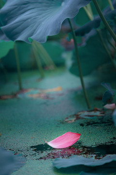 荷花