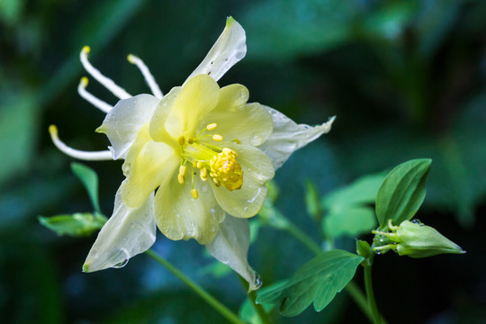 耧斗菜花及花蕾