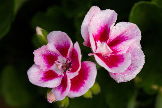 粉色天竺葵