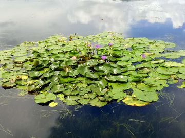 萍逢草