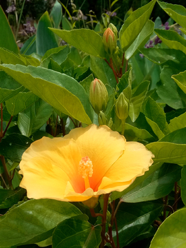 海滨木槿花