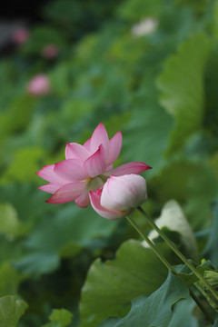 花海