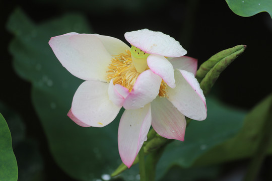花瓣