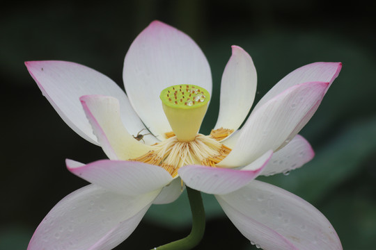 莲花