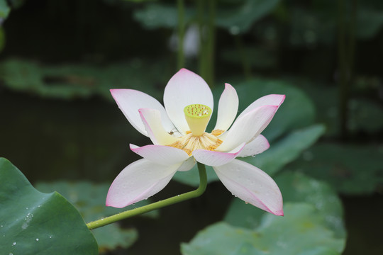 莲花
