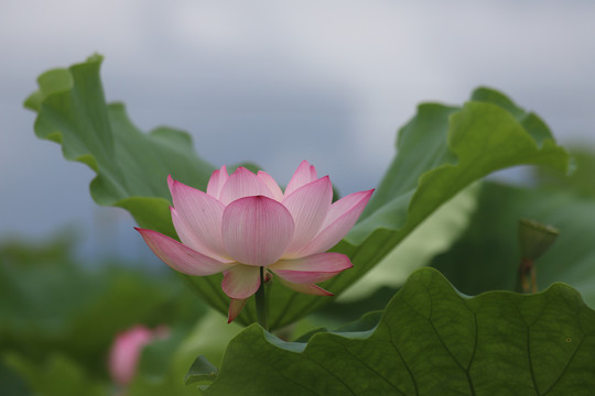 荷花