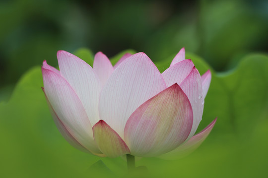 莲花