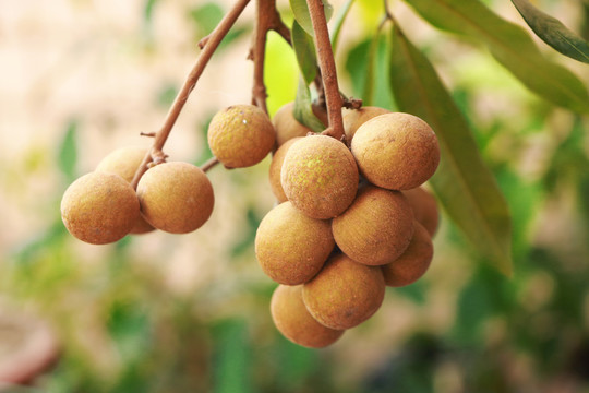 金色饱满的茂名龙眼