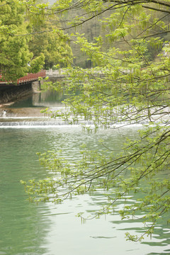 溪水边长出花序的枫杨