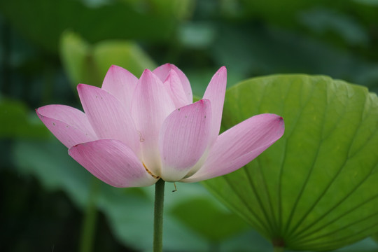 大明湖的荷花