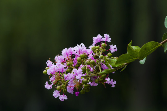 紫薇花