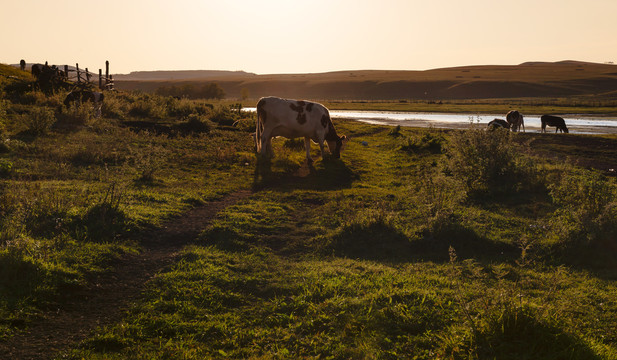 夕阳下低头吃草的奶牛
