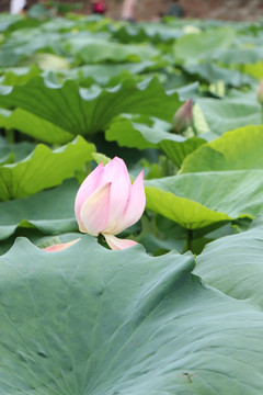 紫荆山公园粉色荷花