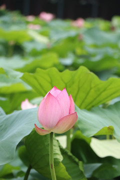 紫荆山公园粉色荷花荷叶