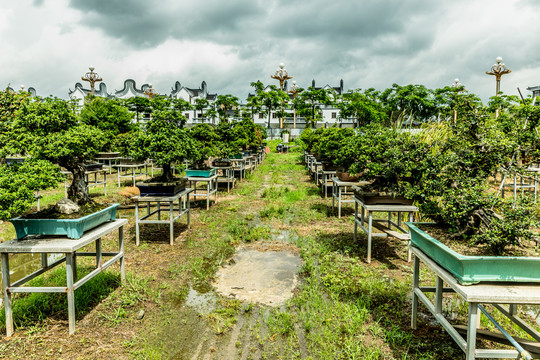 东莞岭南盆景文化园里的盆栽