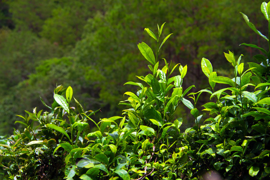深山中的普洱茶树上的鲜叶