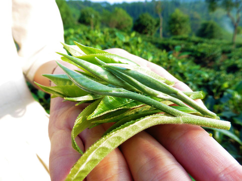 手捧茶叶鲜叶芽头特写