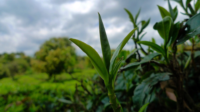 野外普洱生态茶鲜叶芽头