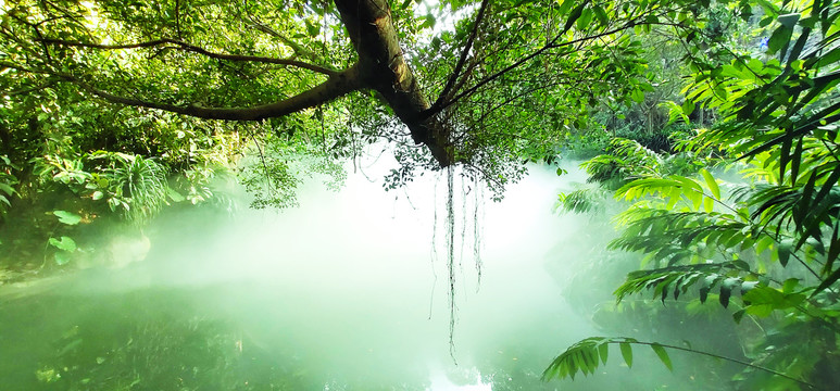 热带雨林美景