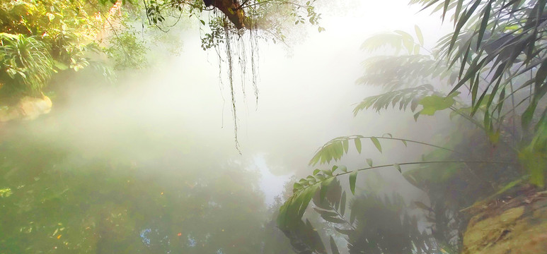 热带雨林美景