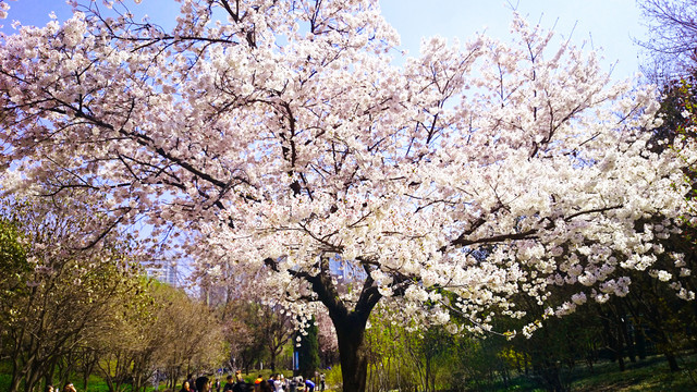 樱花树