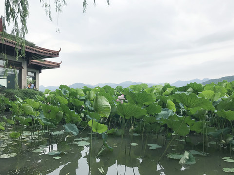 曲院风荷