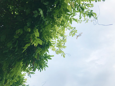 盛夏的叶子