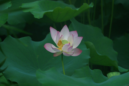 荷叶抱莲花