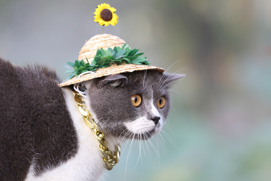 可爱萌化小猫咪