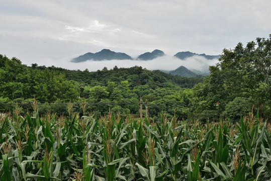 包谷地玉米地