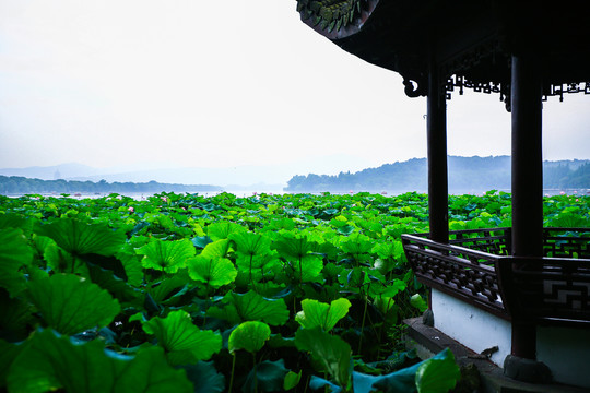 杭州西湖风光夏天