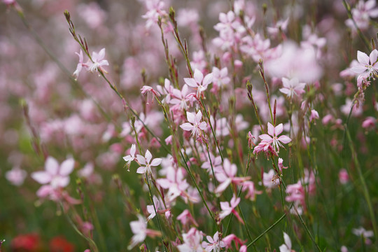 千岛花