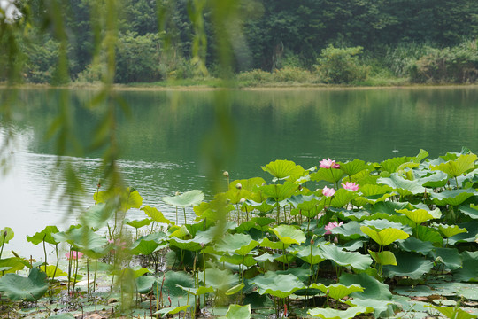 夏日荷塘