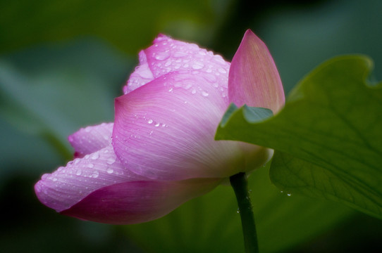 雨荷