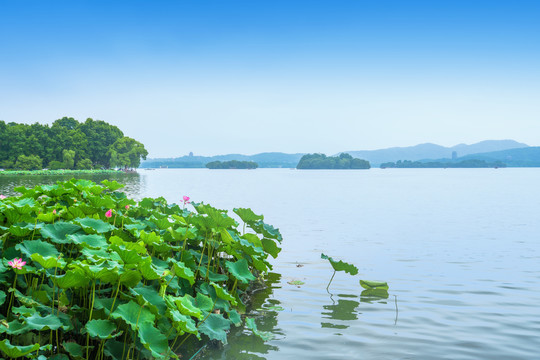 杭州西湖夏天