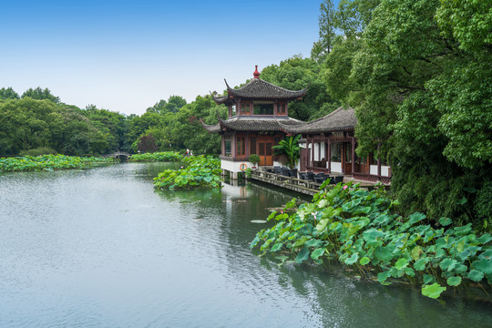 杭州西湖夏天曲院风荷