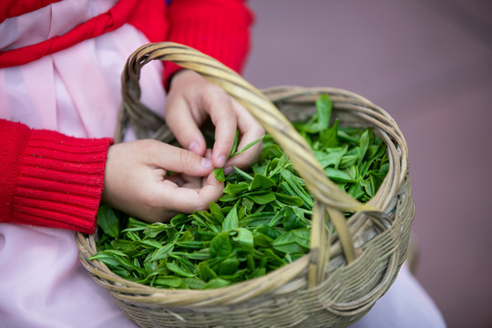 采摘好的新鲜茶叶