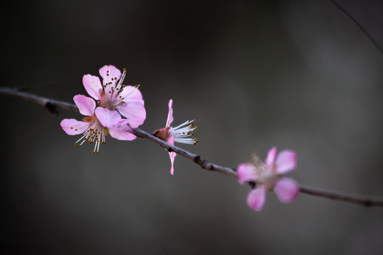 梅花