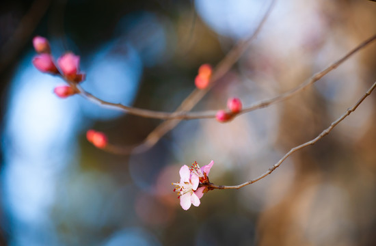 梅花