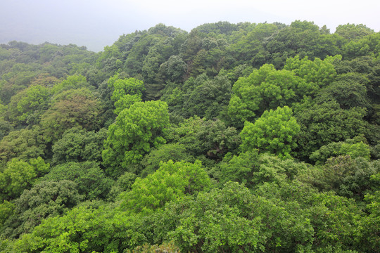 远山森林