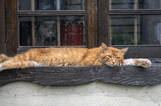 小懒猫