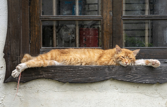 趴在窗台睡觉的小懒猫