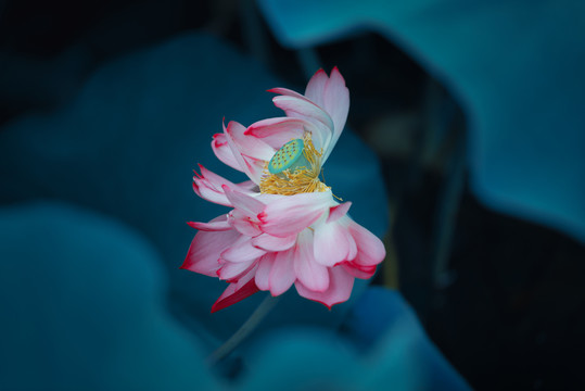 荷花