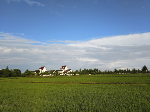 午后乡村水稻田