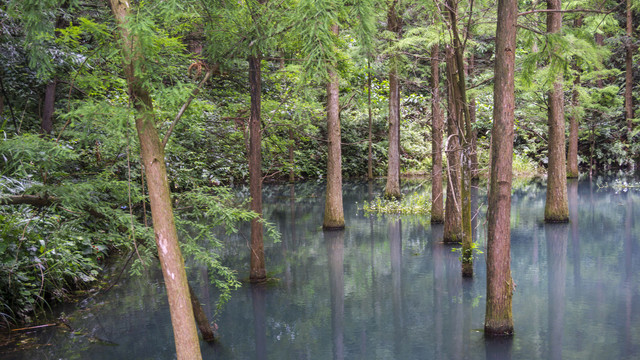 公园水杉美景