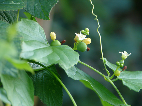 葫芦科植物钮子瓜