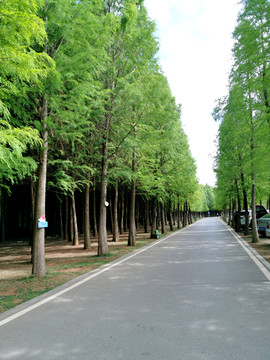 绿树马路