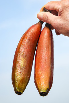 红皮香蕉