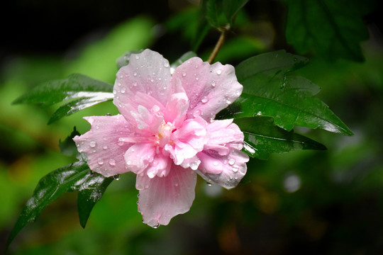 木槿花